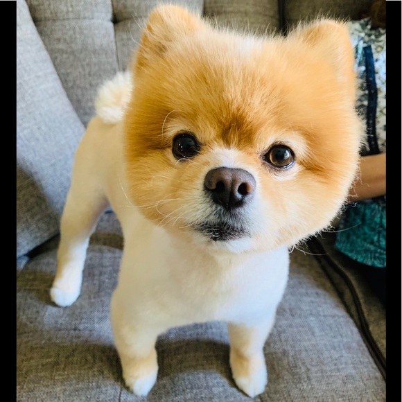 Meet your Posher, Maria - Picture 1 of 2